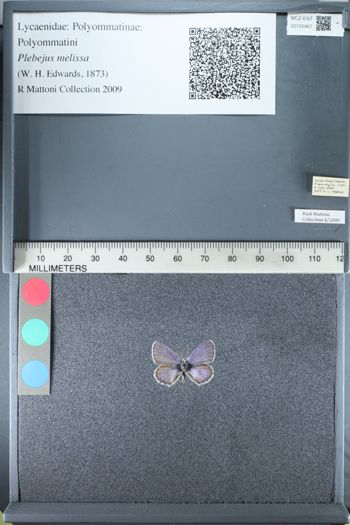 Media type: image;   Entomology 155467